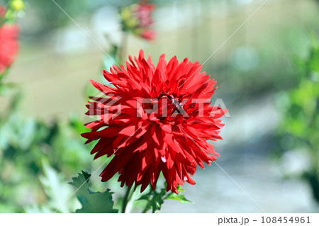 美しいダリアの花 108454961