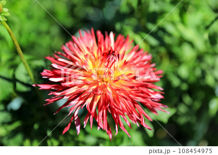美しいダリアの花 108454975