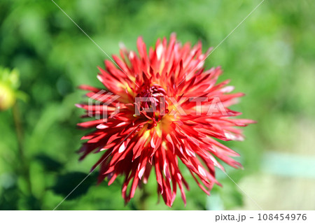 美しいダリアの花 美しいダリアの花 108454976