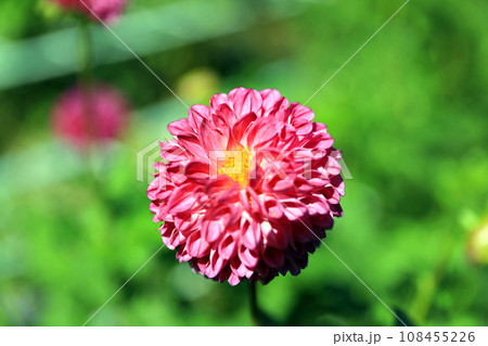 美しいダリアの花 108455226