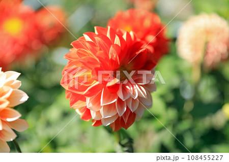 美しいダリアの花 美しいダリアの花 108455227