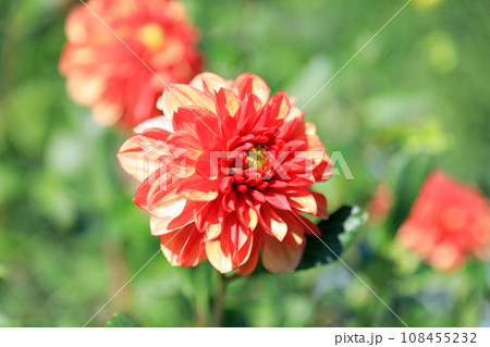 美しいダリアの花 108455232