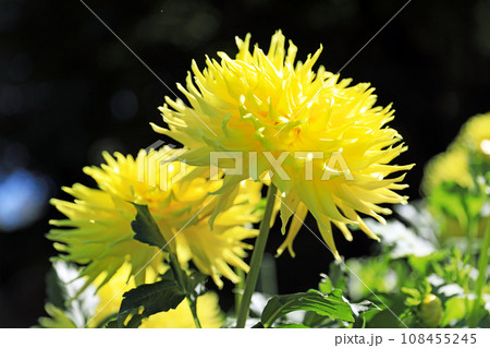 美しいダリアの花 美しいダリアの花 108455245