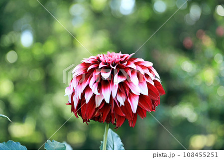 美しいダリアの花 108455251