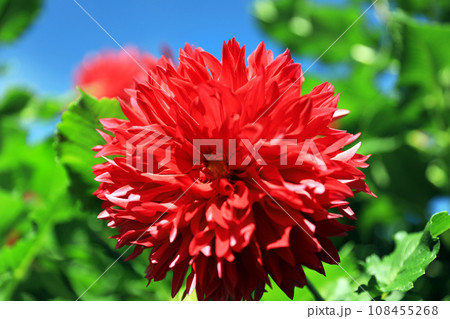 美しいダリアの花 美しいダリアの花 108455268
