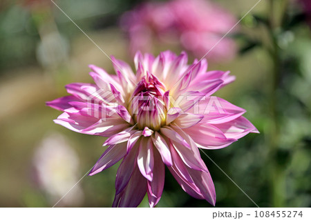 美しいダリアの花 108455274