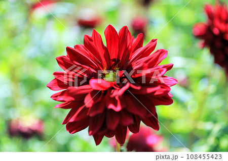 美しいダリアの花 美しいダリアの花 108455423