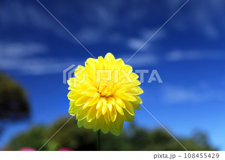 美しいダリアの花 108455429