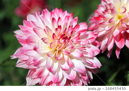 美しいダリアの花 108455430