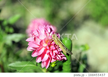 美しいダリアの花 美しいダリアの花 108455437