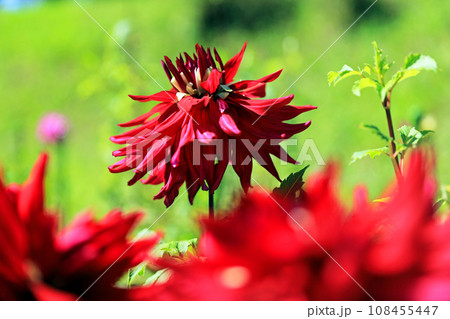 美しいダリアの花 108455447