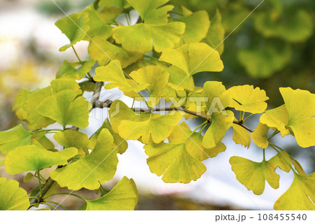 黄色く色づいたイチョウの葉 108455540