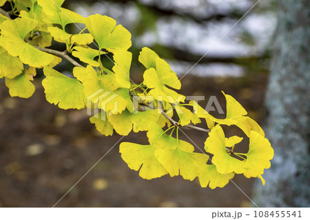 黄色く色づいたイチョウの葉 黄色く色づいたイチョウの葉 108455541