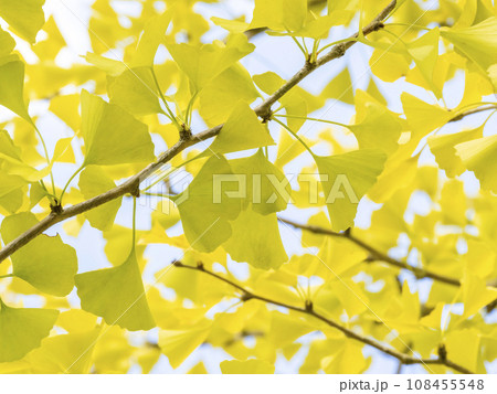 黄色く色づいたイチョウの葉 108455548