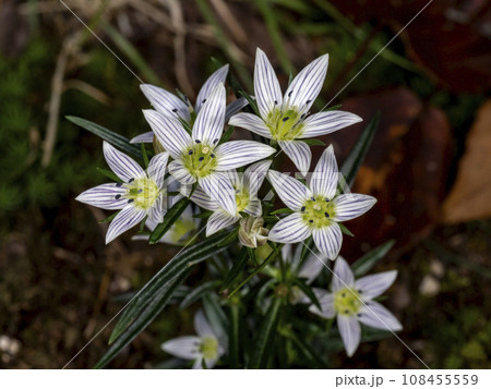 センブリの花 センブリの花 108455559