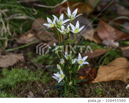 センブリの花 108455560