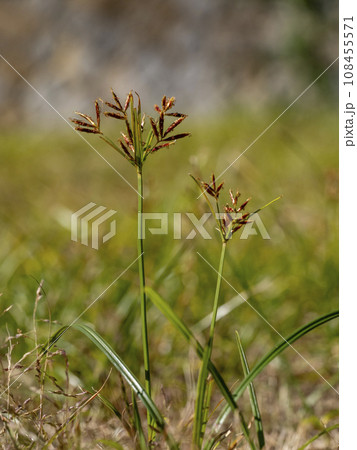 ハマスゲの花 108455571