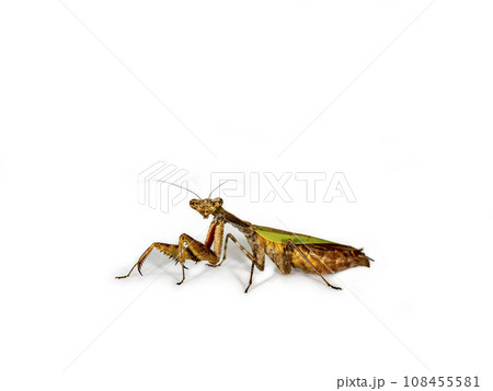 白背景のヒメカマキリ 白背景のヒメカマキリ 108455581