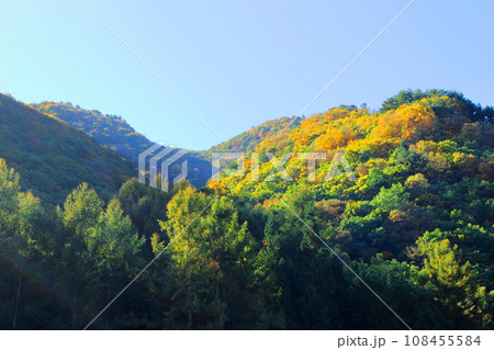 美ヶ原高原　　武石峠の紅葉 108455584