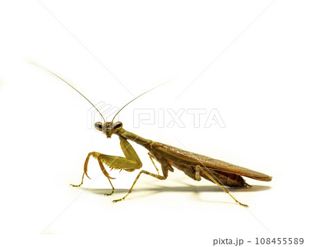 白背景のヒメカマキリ 108455589