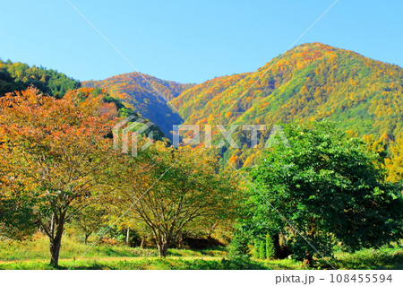 美ヶ原高原 武石峠の紅葉 美ヶ原高原 武石峠の紅葉 108455594