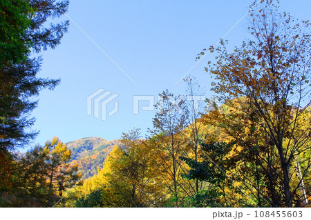 美ヶ原高原　　武石峠の紅葉 108455603