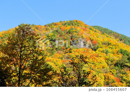 美ヶ原高原 武石峠の紅葉 美ヶ原高原 武石峠の紅葉 108455607