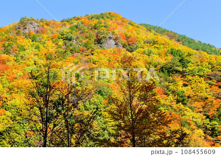 美ヶ原高原　　武石峠の紅葉 108455609