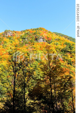 美ヶ原高原　　武石峠の紅葉 108455610