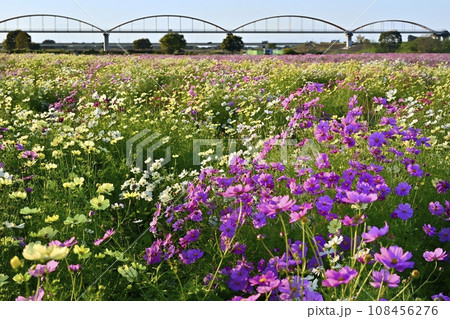 鴻巣市の吹上コスモス畑に日本一の水管橋 108456276