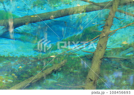 神の子池の湧き水(北海道) 神の子池の湧き水(北海道) 108456693