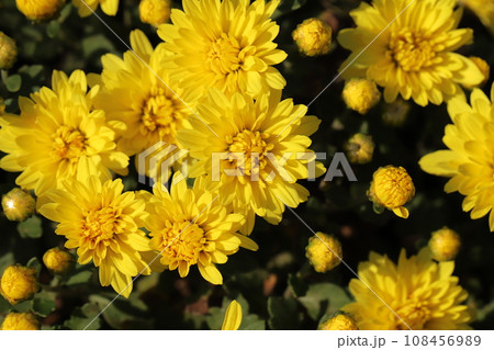 秋の庭に咲く黄色いスプレーギクの花 108456989
