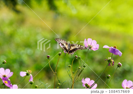 コスモスの蜜を吸うアゲハチョウ コスモスの蜜を吸うアゲハチョウ 108457669