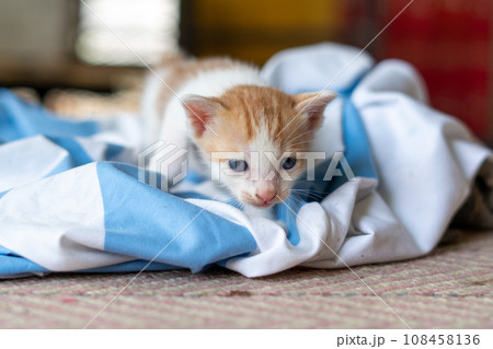 Small pretty kitten, on blue background Small pretty kitten, on blue background 108458136
