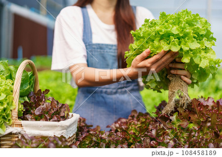 Female gardener harvesting organic green oak salad hydroponics into basket in hydroponics garden 108458189