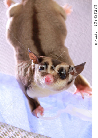 蚊帳の中で遊ぶフクロモモンガ 108458288