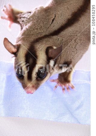 蚊帳の中で遊ぶフクロモモンガ 108458295