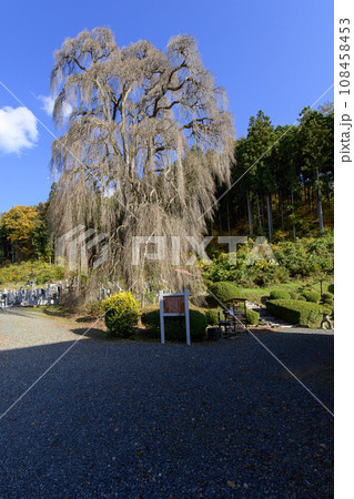 シダレカツラの巨樹晩秋 天然記念物 岩手県 瀧源寺 シダレカツラの巨樹晩秋 天然記念物 岩手県 瀧源寺 108458453