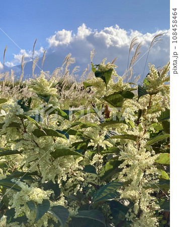 秋の種子付きイタドリ 108458464