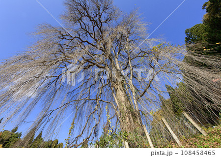 晩秋のシダレカツラ　天然記念物　岩手県　瀧源寺　 108458465