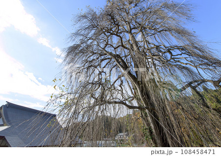 葉を落とした晩秋のシダレカツラ　天然記念物　岩手県　瀧源寺　 108458471