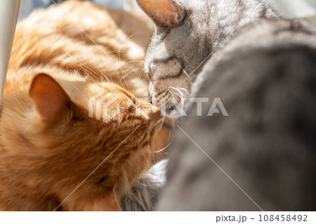 二匹の猫 二匹の猫 108458492