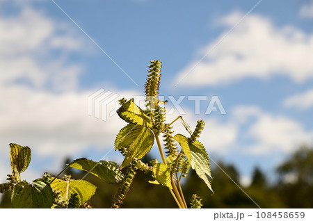 秋の遠野ふるさと村 秋の遠野ふるさと村 108458659