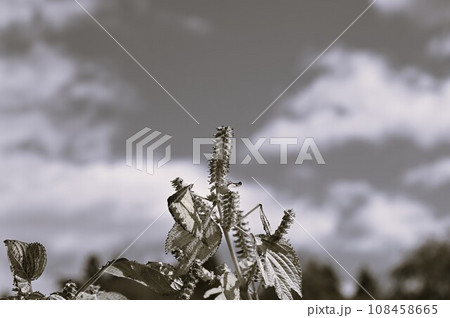 秋の遠野ふるさと村 108458665