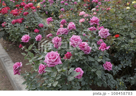 荒尾市　おもやい市民花壇　バラの花、 108458783