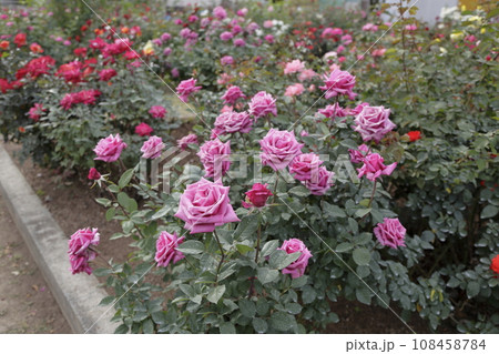 荒尾市　おもやい市民花壇　バラの花、 108458784