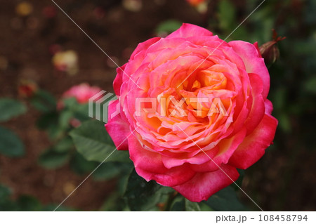 荒尾市 おもやい市民花壇 バラの花、 荒尾市 おもやい市民花壇 バラの花、 108458794
