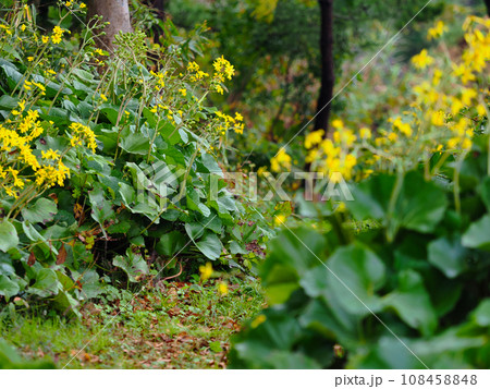 長岡市寺泊のツワブキ 108458848