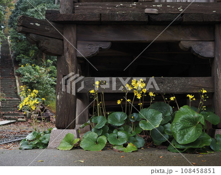 長岡市寺泊のツワブキ 長岡市寺泊のツワブキ 108458851