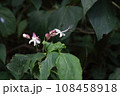 臭木の花 108458918